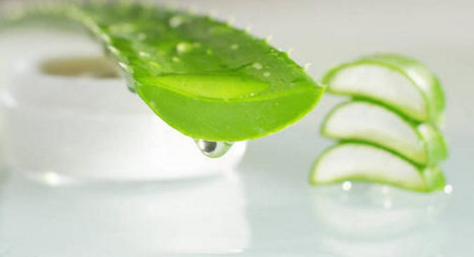 芦荟有什么用处对皮肤有好处吗,种植十五年的芦荟有什么用处