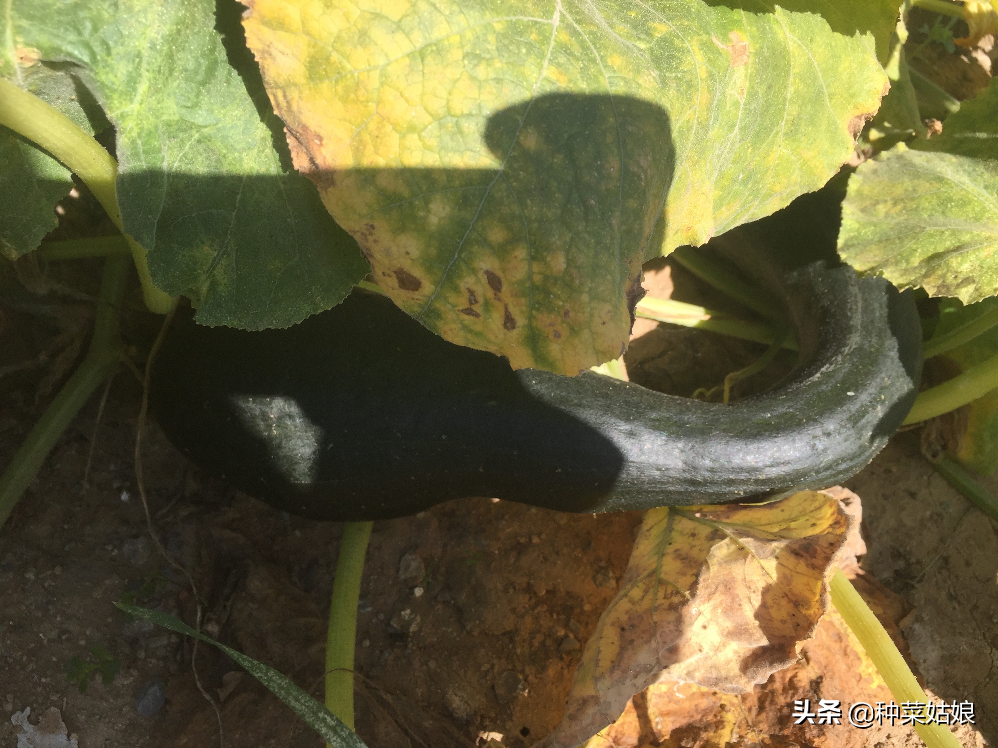 雨季种植大棚蔬菜要点,雨季种的蔬菜老是死怎么办