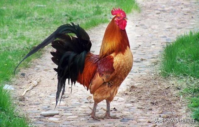 为什么公鸡吃了蜈蚣就会发狂,为什么公鸡吃了蜈蚣会发疯