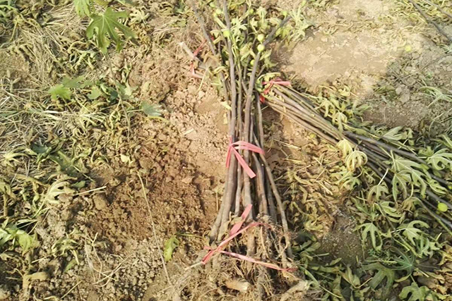 疫情让农村“封村”难回城，这6个项目农民考虑下，在家就能挣钱