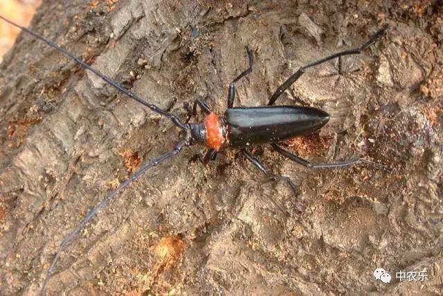 防治果园天牛最佳方法,天牛综合防治知识