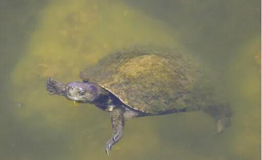 黄喉石龟图片大全,欧洲黄喉