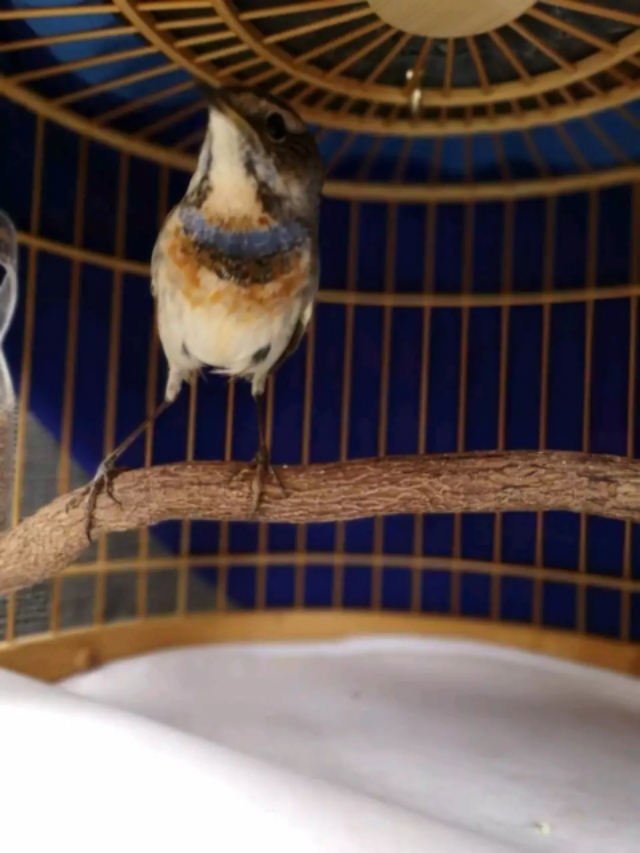 靛颏脚肿是什么样子,靛颏鸟吃什么可预防脚肿