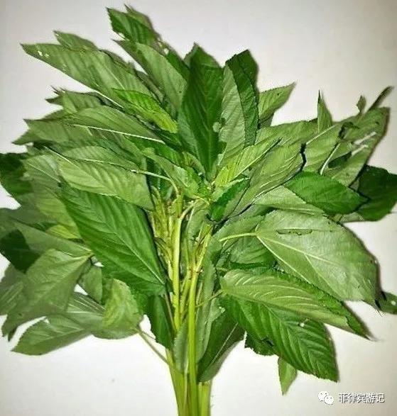 菲律宾青菜价格表,菲律宾蔬菜为什么那么贵