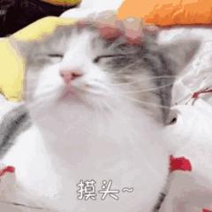 柚子高颜值推荐,柚子18斤