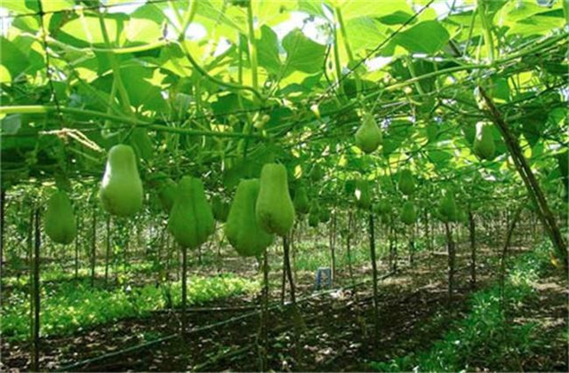 北方种植佛手瓜冬天移栽室内过冬,佛手瓜的冬季保存方法和怎样种植