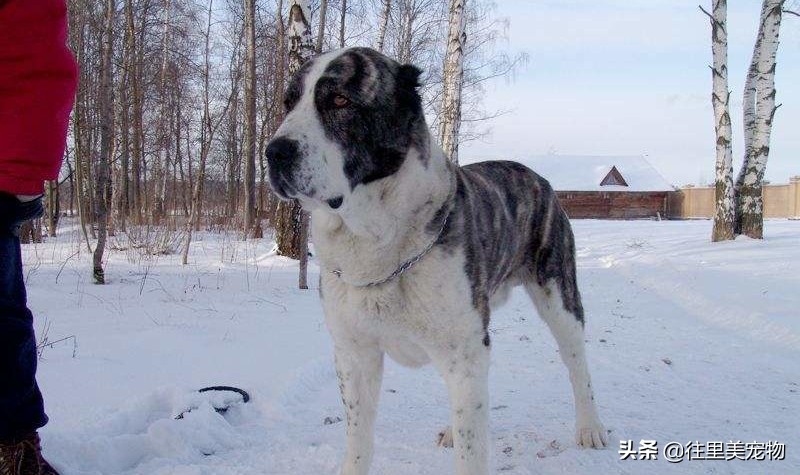它被土库曼人当成国宝，虽历经几千年演变，原生优良品质依然存在