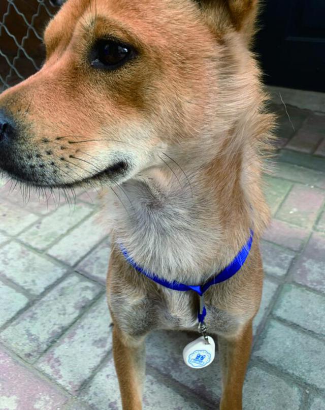 养犬登记证办理服务平台保定,养犬证网上去哪里办