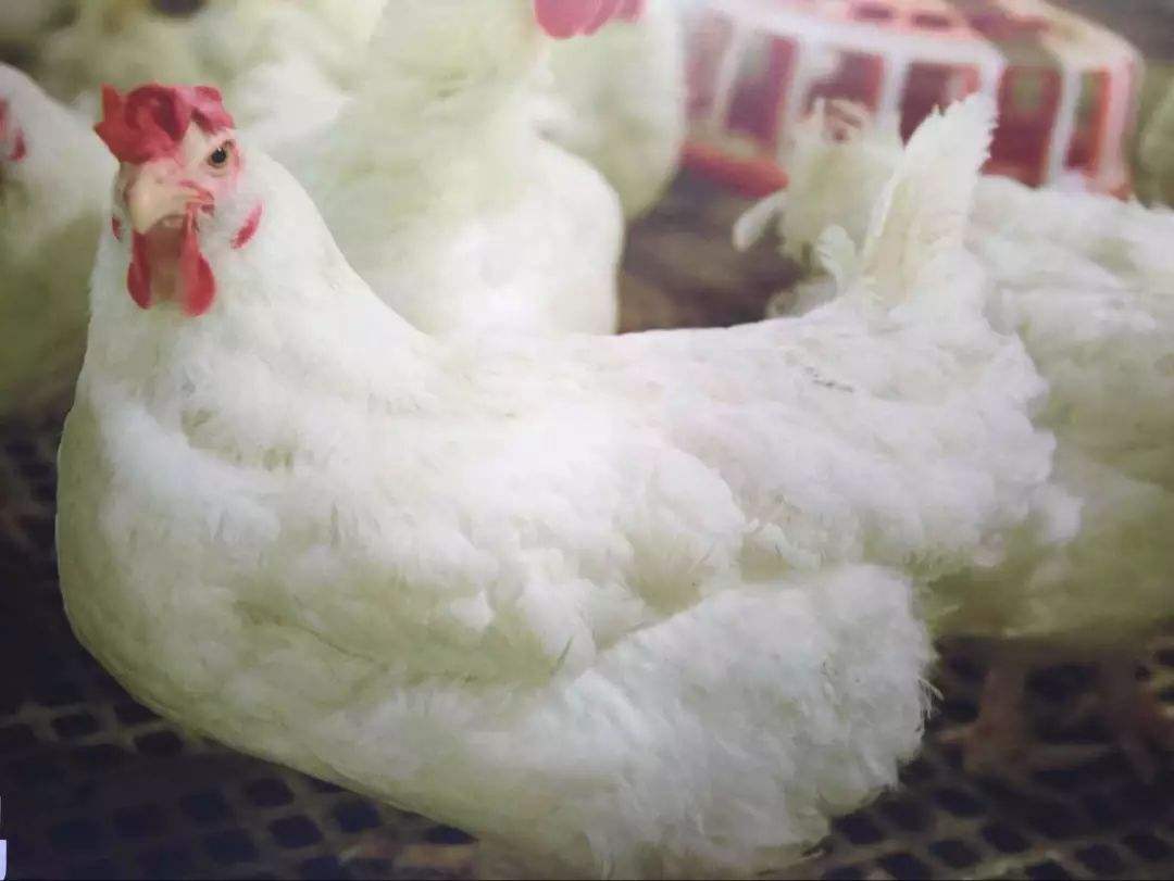 收入、净利都差一大截,山东“鸡股四杰”咋不及福建一家圣农?