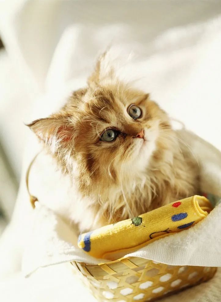 猫咪蛋蛋上有血是什么原因,猫咪尿频而且有血是怎么回事