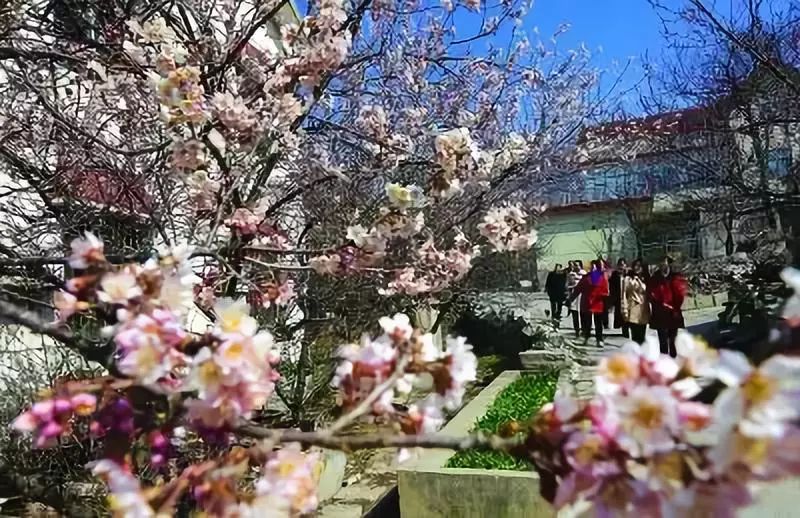南通赏樱,江苏樱花景区介绍