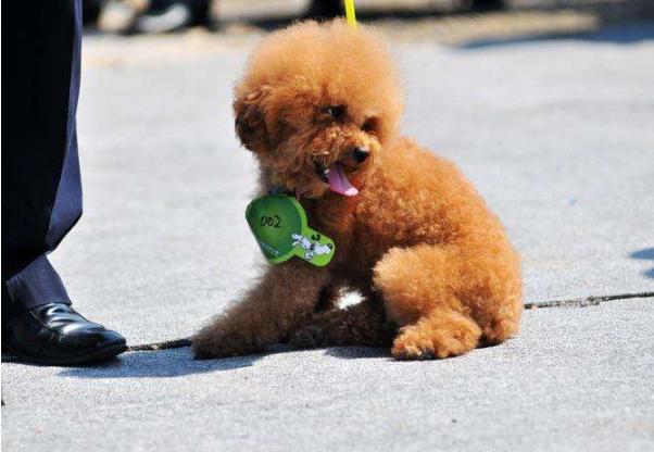 泰迪呕吐白色泡沫,泰迪肠鸣呕吐