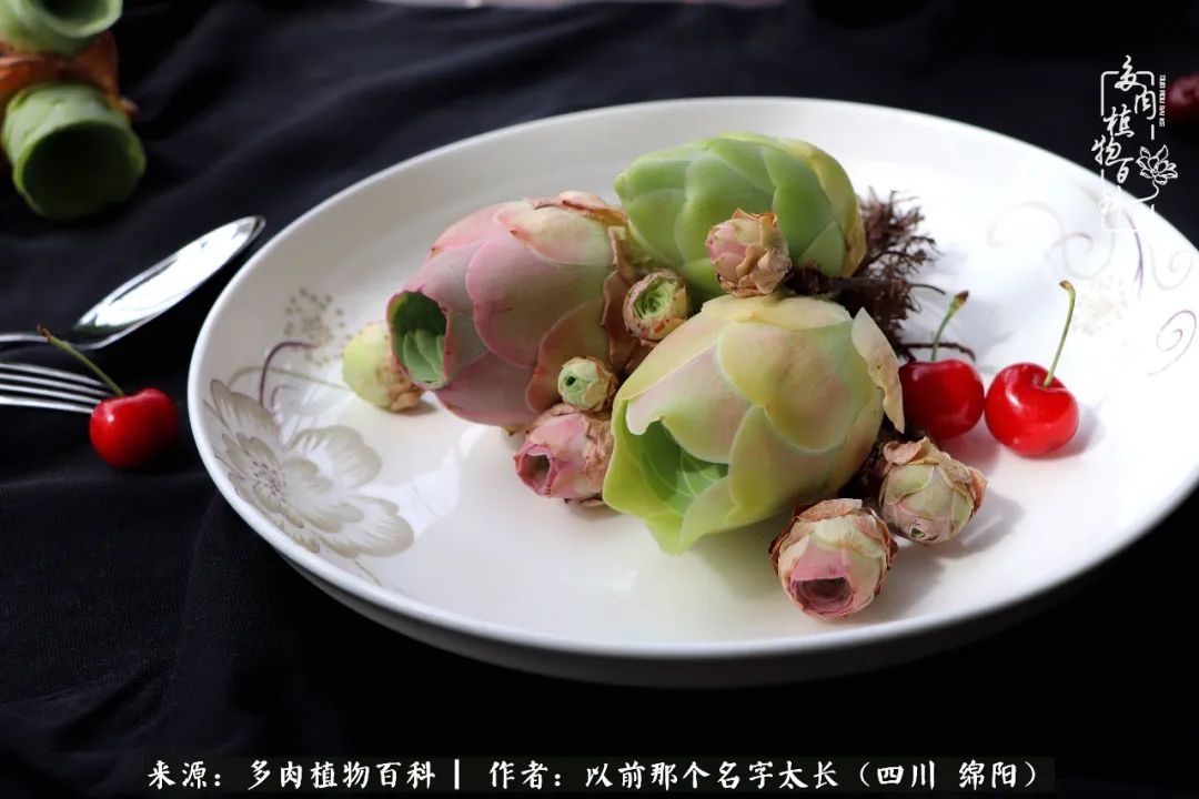 山地玫瑰夏天,夏季的山地玫瑰