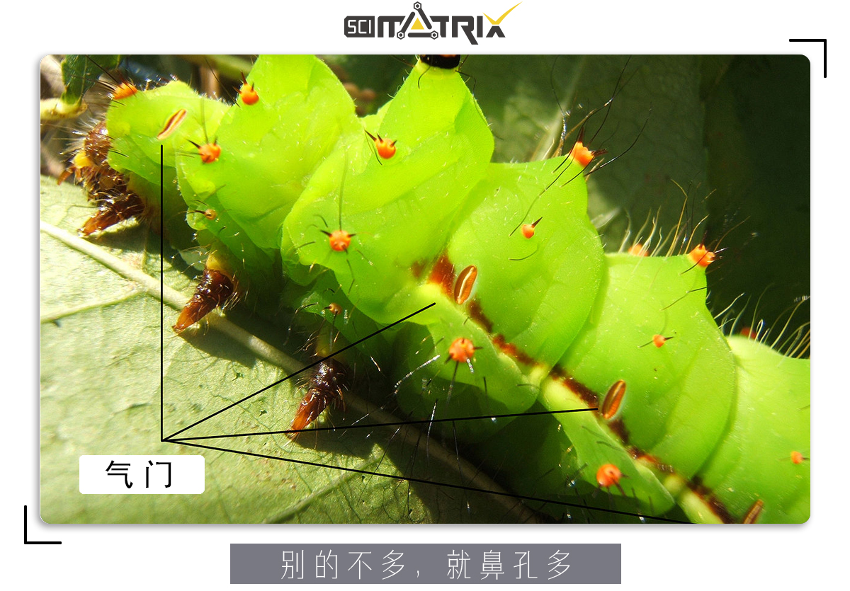 这虫子身体只剩空壳了，为什么还能四处乱爬？