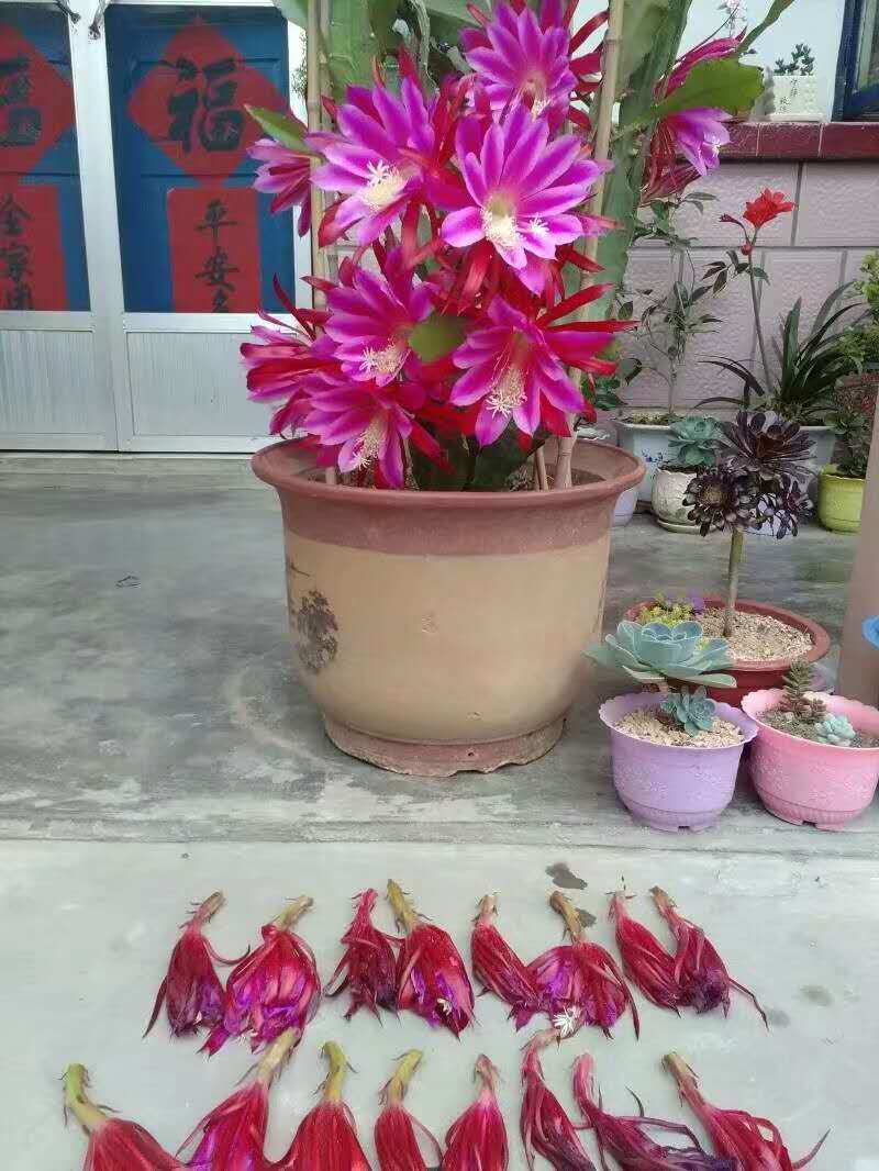 一棵仙人掌上长着三棵花,一棵多种开花仙人掌