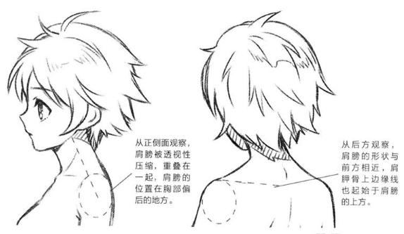 零基础漫画侧脸教程,初学漫画头入门零基础