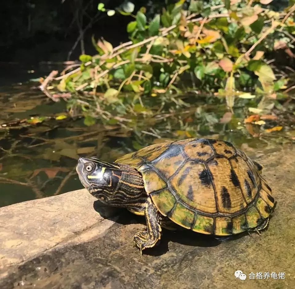 养龟人的修养,养龟的人怎么样