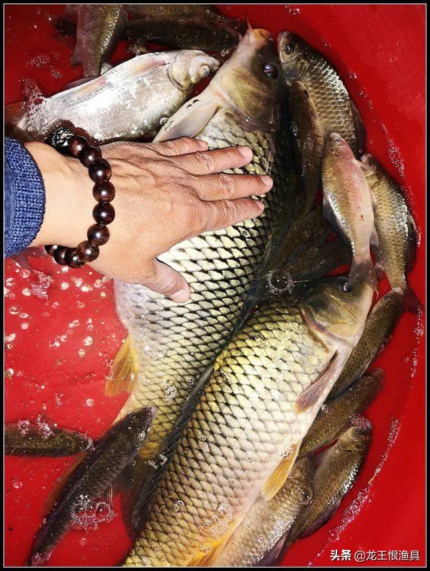 奶香鲫好用还是腥香鲫好用,夏天蓝鲫用腥香还是用奶香