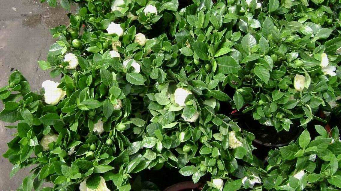 原来有的花没有花苞怎么办,花快开花了花苞会掉怎么办