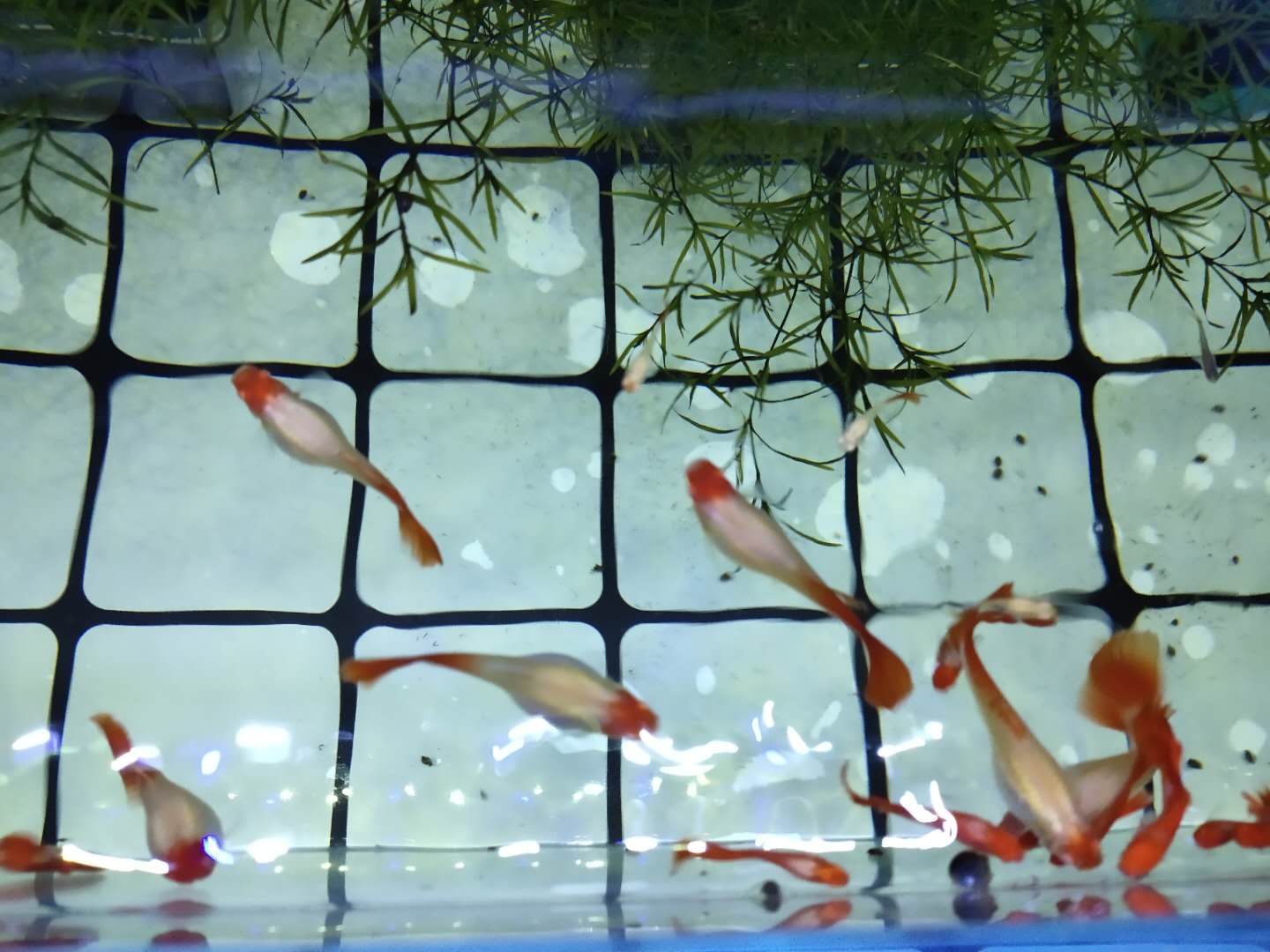 鱼缸正常水色,鱼缸出现褐藻说明水质如何