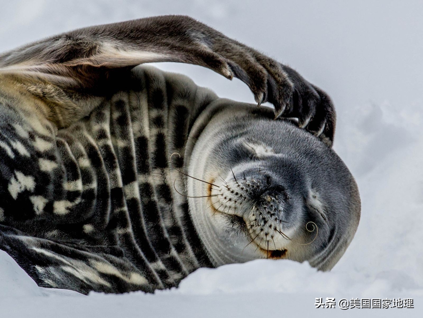 你见过的海豹都这么逗吗？！