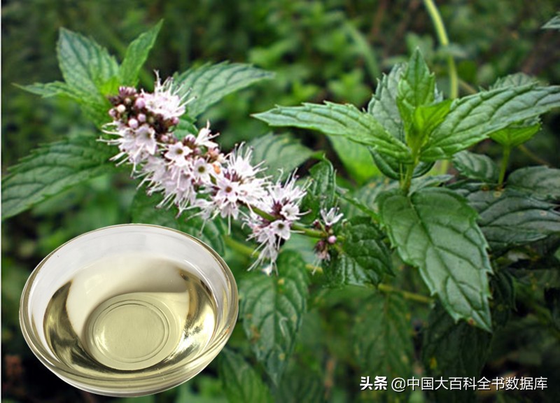 牙膏薄荷和留兰香区别,留兰香薄荷牙膏