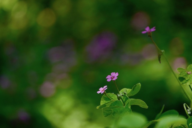 中医的排病反映,中医讲排病反应