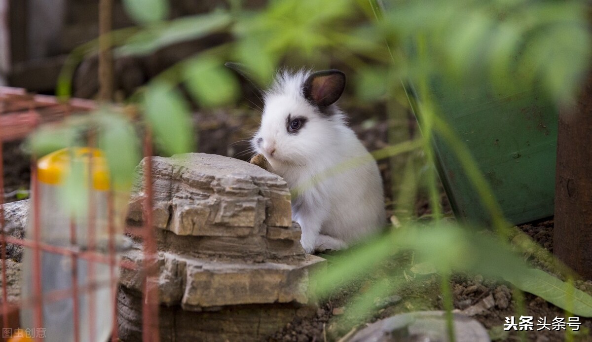 兔子感冒拉稀怎么治疗,兔子拉稀最简单的方法