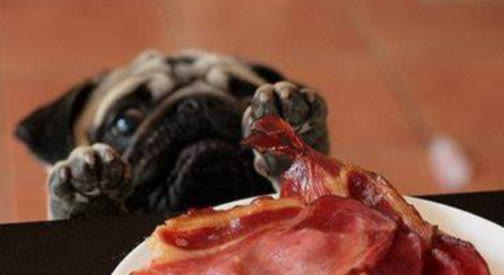 狗狗不吃东西怎么办也不拉粑粑,狗狗不吃食物精神正常怎么回事