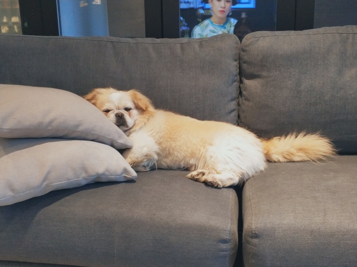 公猫膀胱结石手术,公犬尿道结石手术