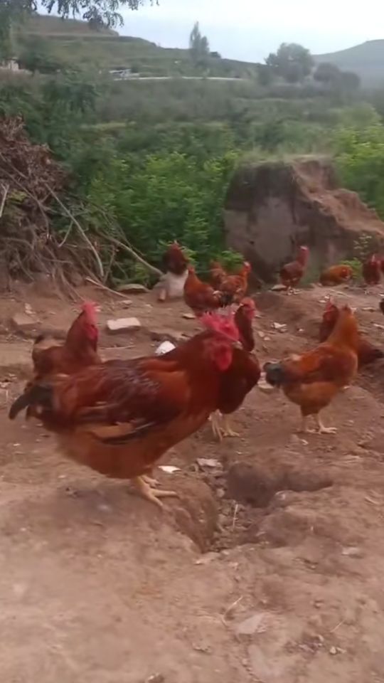做个有志青年,公司加农户散养土鸡的前景如何