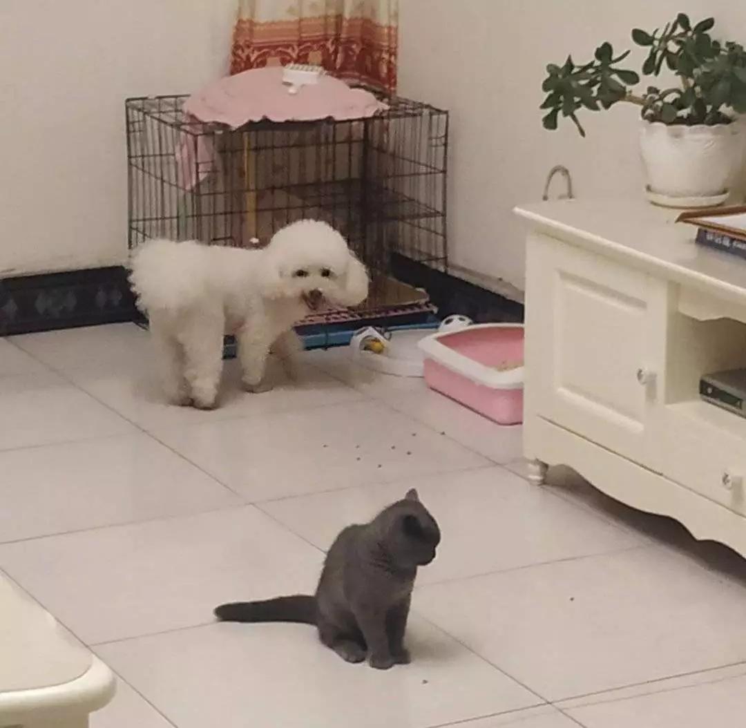 铲屎的都是因为啥和狗吵架，原谅我笑出了声