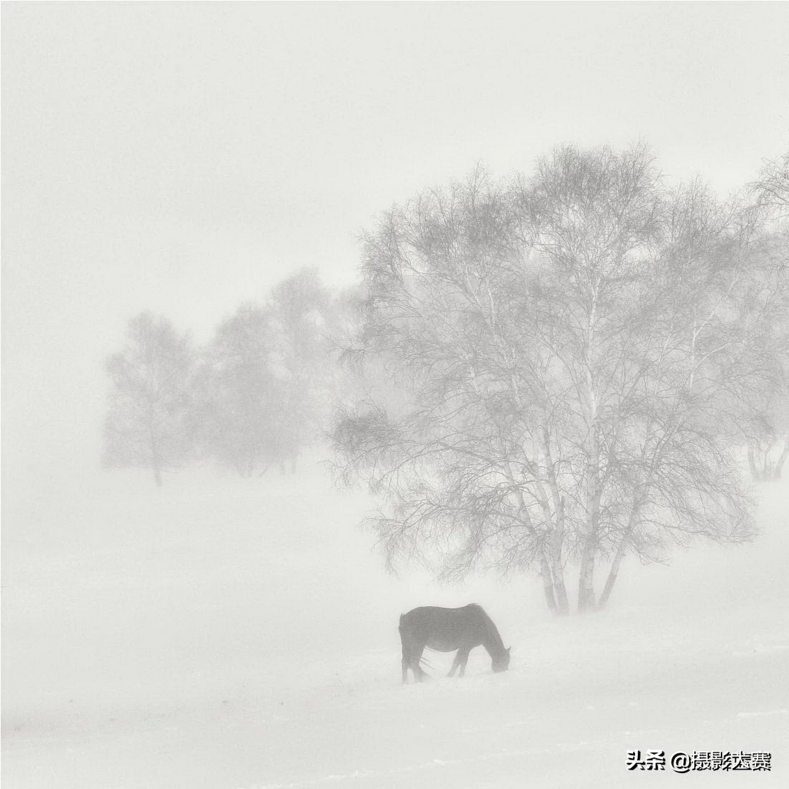 尼康摄影大赛什么时候开始,2023尼康摄影大赛官方网站