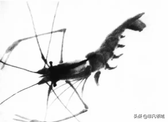 齐白石画虾时的动作语言神态,中国近代四大画家齐白石画虾