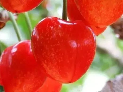 陕西樱桃采摘季节是几月份,陕西最近摘樱桃的地方