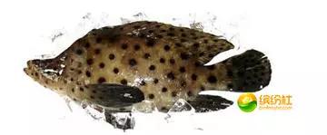 舟山4月份海鲜攻略,舟山海鲜代加工攻略