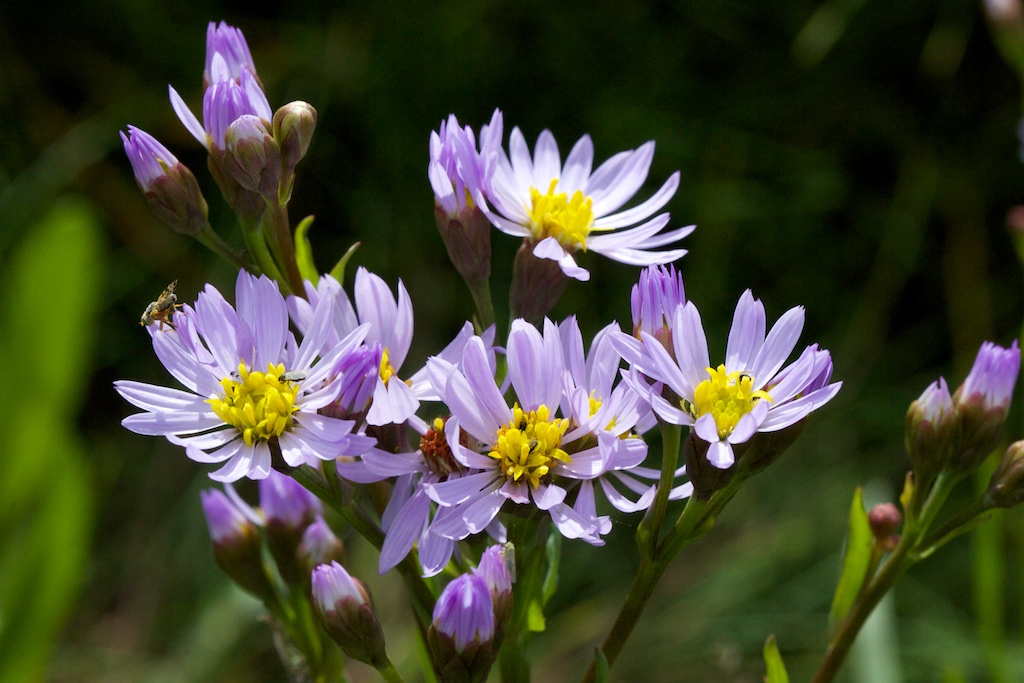 每个十一月生日对应的生日花,365天每天代表生日的花有哪些