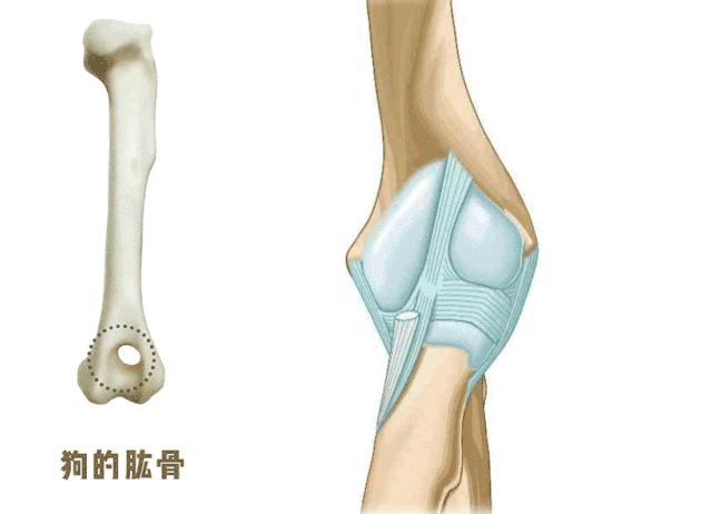 猫咪狗狗骨折了怎么办？扒一扒宠物“骨子里”的那些事
