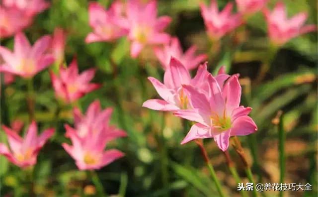 常见小区绿化100种植物图片,常见的水生植物有哪些种