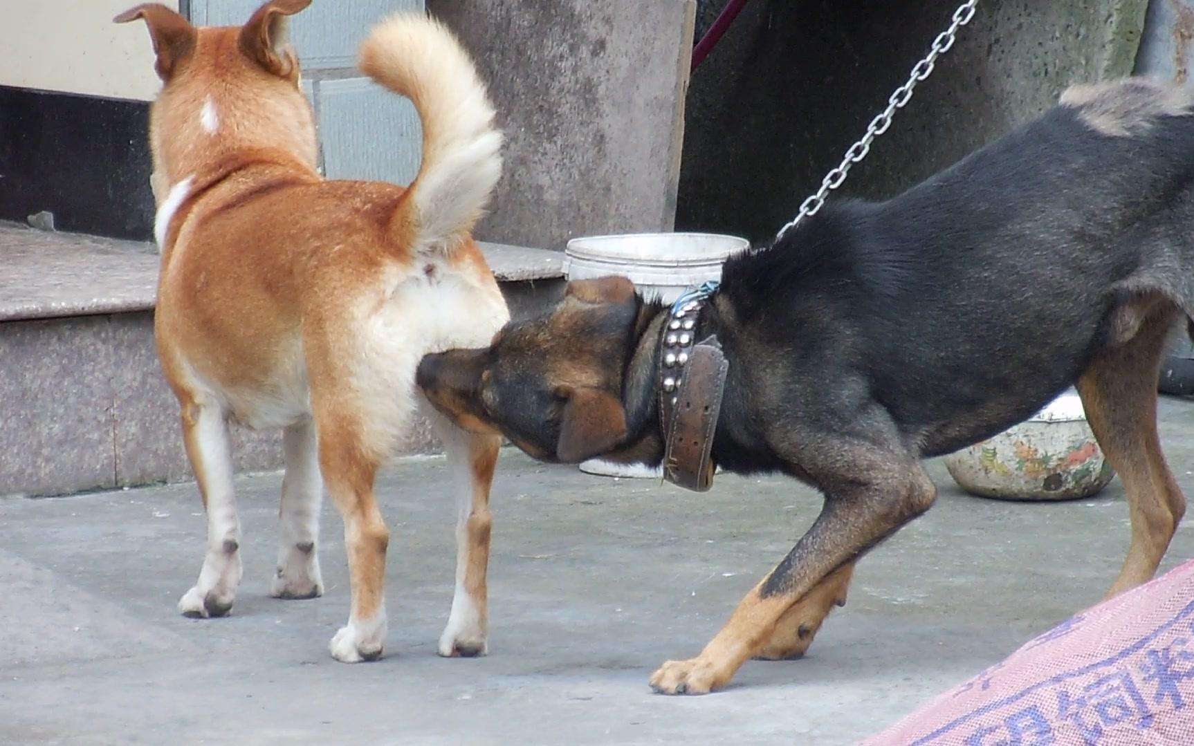 狗狗布氏杆菌病,狗狗感染布鲁氏杆菌有啥症状