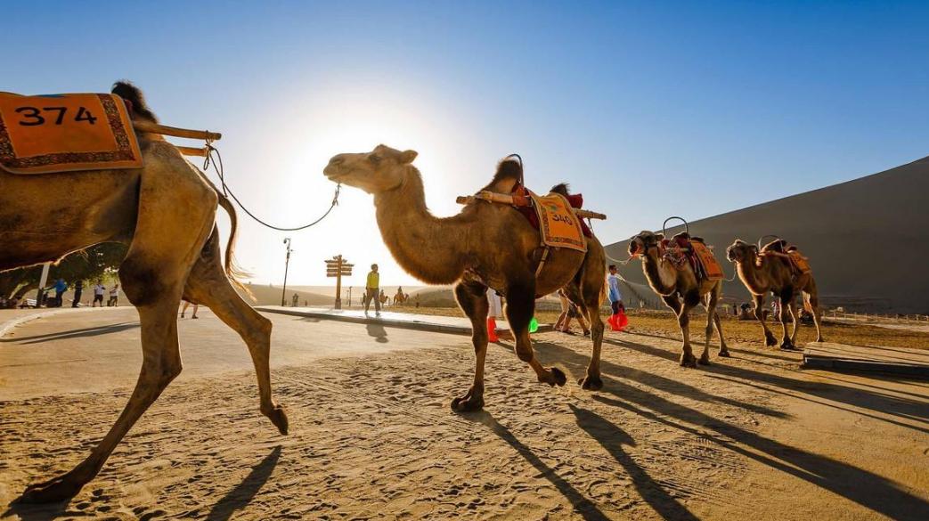 骆驼原来不是出自沙漠，你知道它是从哪里来的吗？