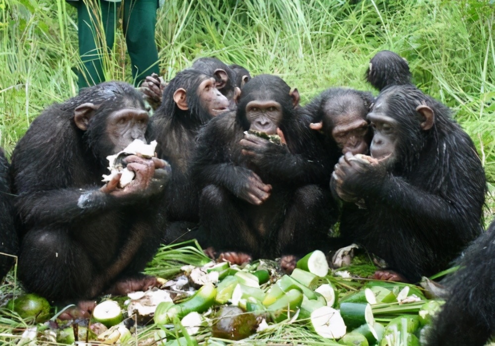 动物界的酒神,动物界酒神