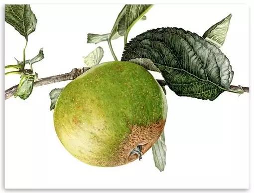 超写实绘画真实吗,超写实的植物绘画