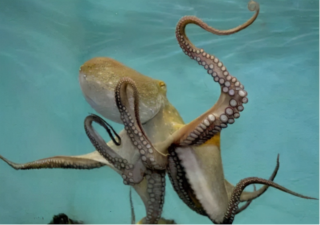 章鱼智商高为什么还会被人抓,章鱼这么聪明可以当宠物吗