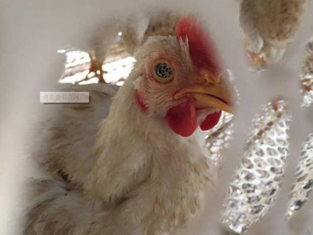 养殖户头疼是怎么回事,养殖户鸡两边眼睛肿怎么治疗呢