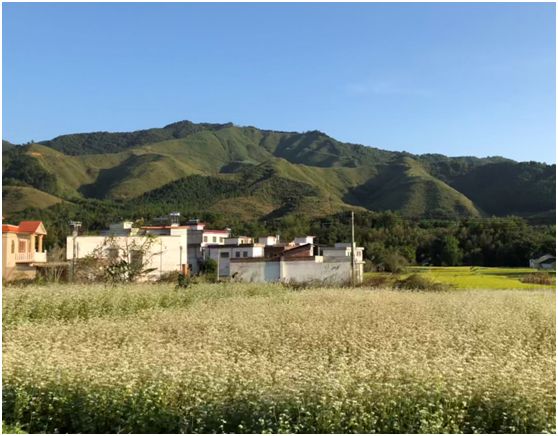 翁源东华地窖酒,韶关翁源赏荞麦花