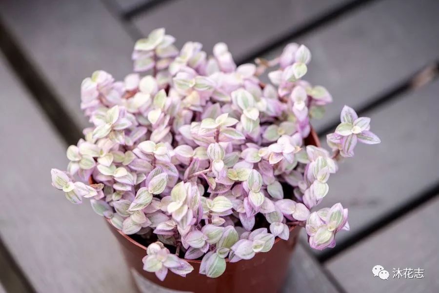 那些年被我们误会的名字,那些年被误会的歌