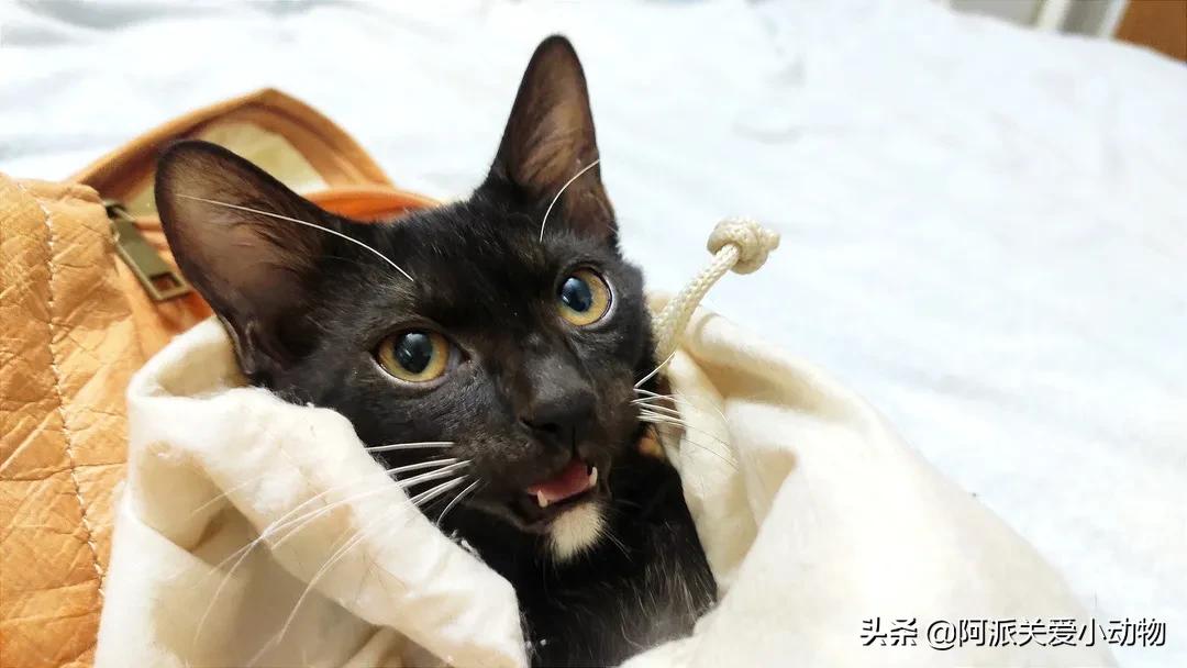 盖雪:信女愿一生荤素搭配,祈望这只拆家啊不,旺家猫找到新家