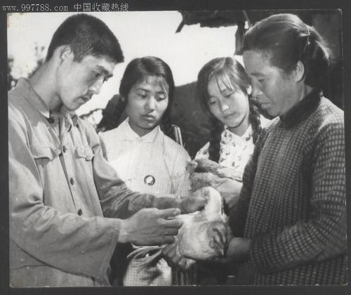 16岁当上赤脚兽医，我做的第一件事就是斗智斗勇给猪打针