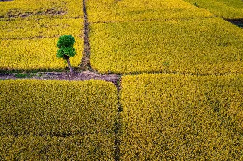 杭州的秋天随处可见都是美景,杭州西溪湿地美成调色盘